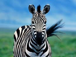 The Zebra from the Ham Radio