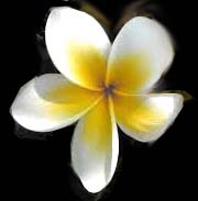 plumeria